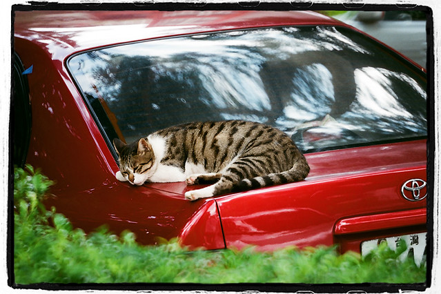 Story:King of the Pigeon