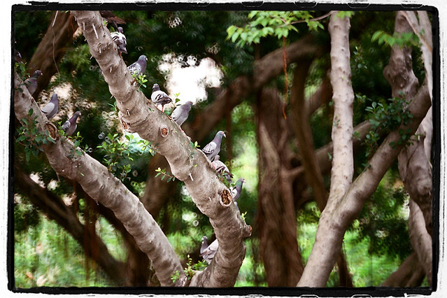 Story:King of the Pigeon