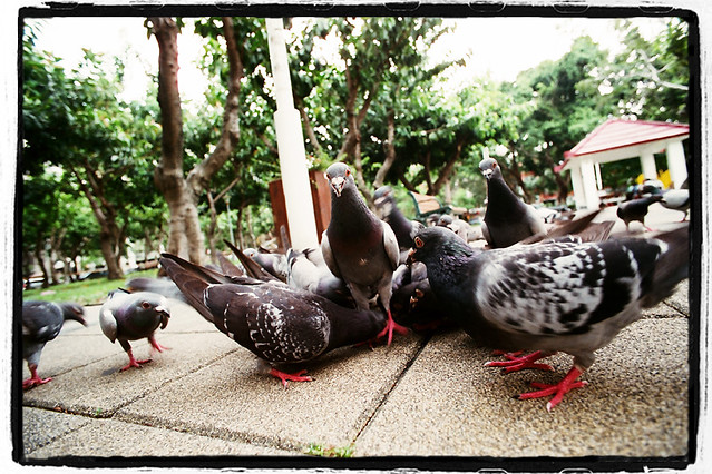 Story:King of the Pigeon