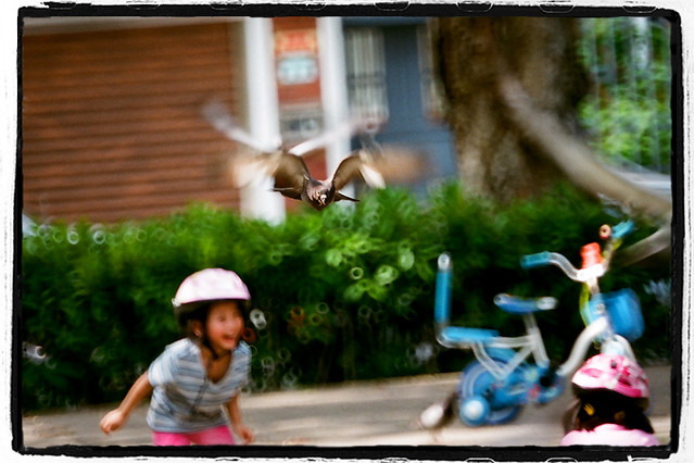 Story:King of the Pigeon